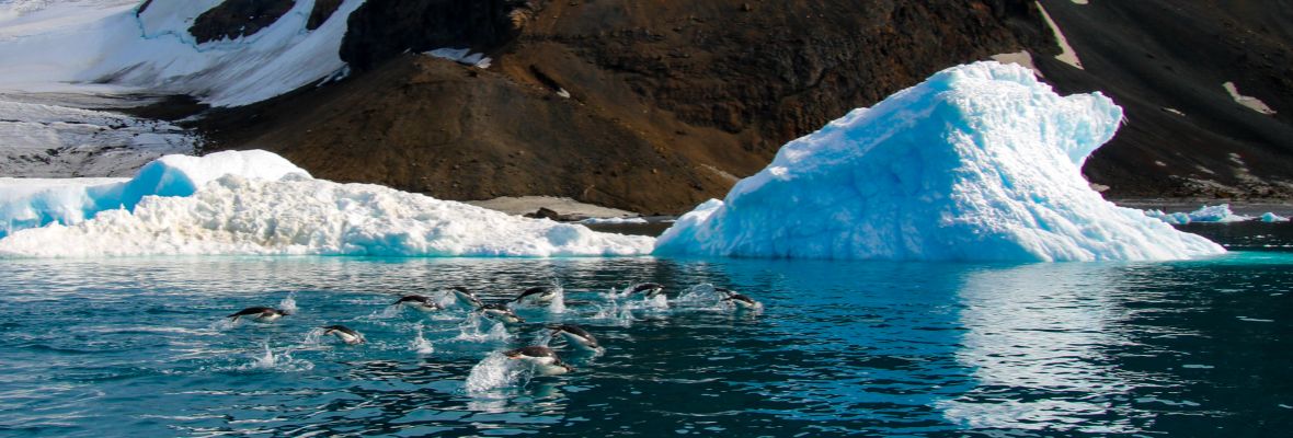 南极行程特色长条插图Antarctica_Brown_Bluff_penguins_swimmings_004_SS