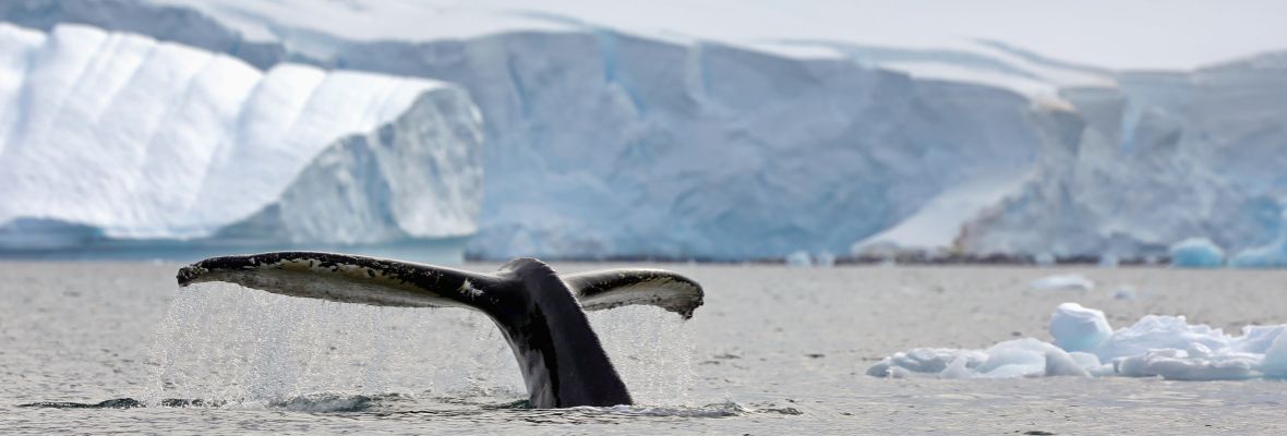 南极行程特色长条插图Antarctica_humpback-whale_Paradise-Bay_AE_06