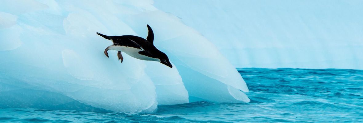 南极行程特色长条插图Antarctica_iceberg_adelie-penguin_AE_SMALL_2