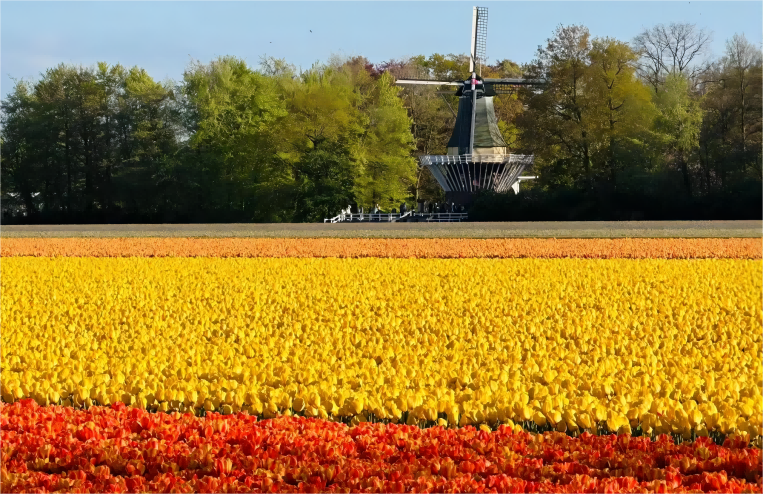 探索荷兰：风车和郁金香