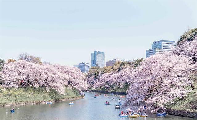 日本樱花季节、东京上野公园、京都清水寺、奈良吉野山、樱花开放时间