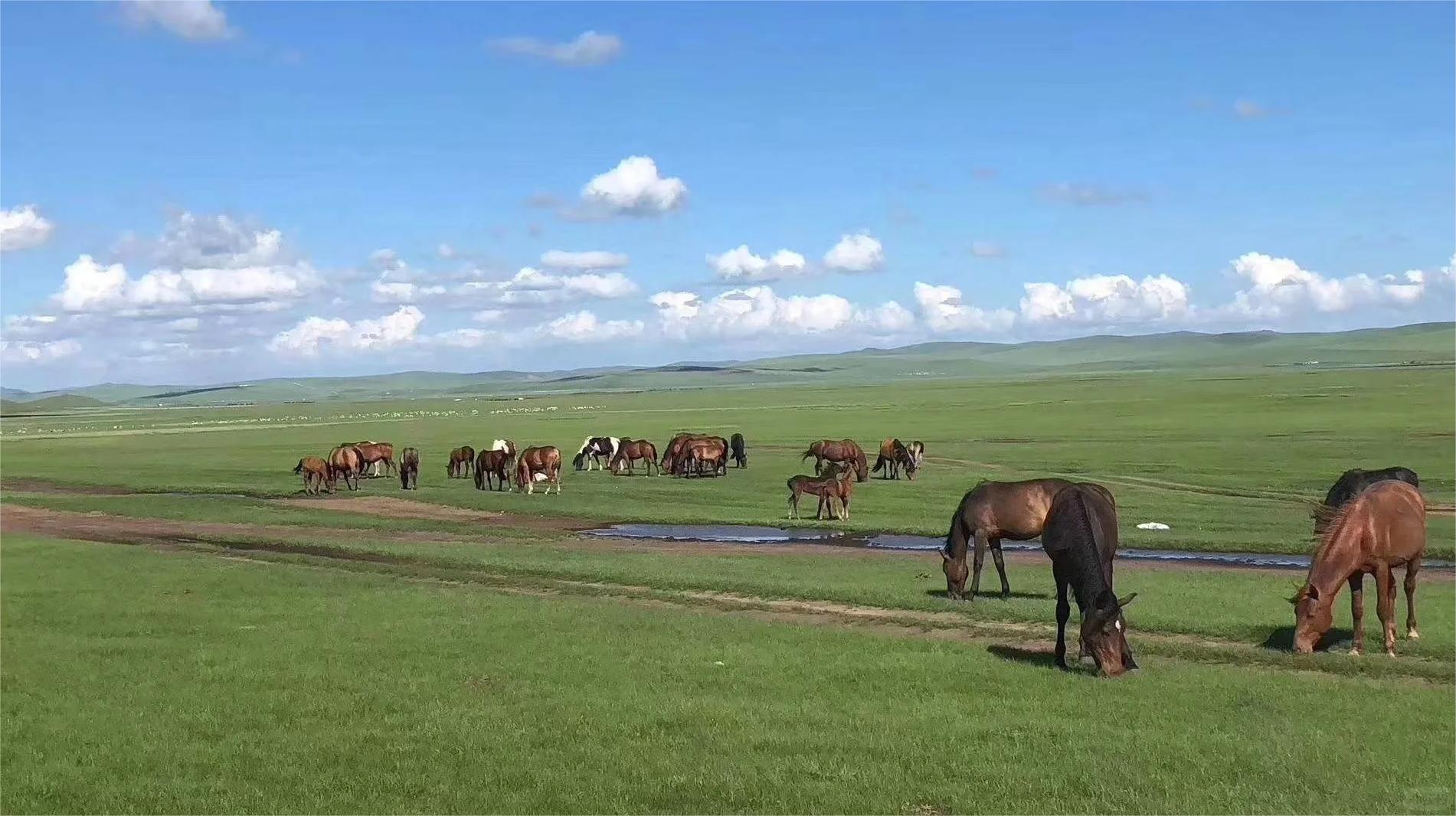 内蒙古希拉穆仁草原：沙漠与草原的完美结合